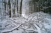 Verschneiter Heringsdorfer Wald