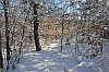 Winterwald in Heringsdorf